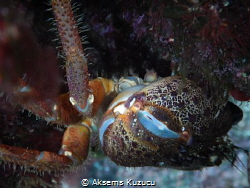 Crab caught in a narrow hollow cannot go further by Aksems Kuzucu 
